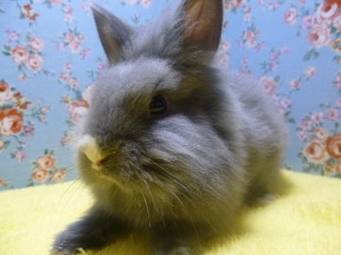 ライオンラビット　ブルー　男の子