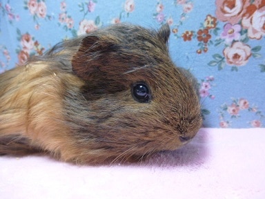 モルモット　シェルティの女の子