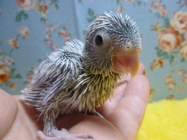 マメルリハ　アメリカンホワイト　男の子