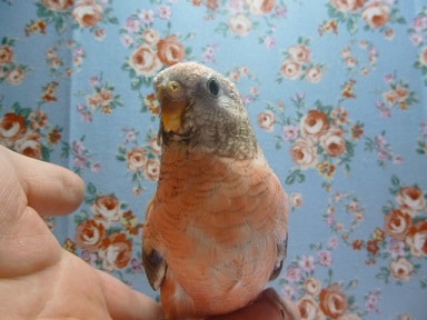 手乗りローズアキクサインコ