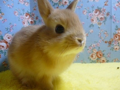 ドワーフラビット（ネザーランドドワーフ）オレンジ