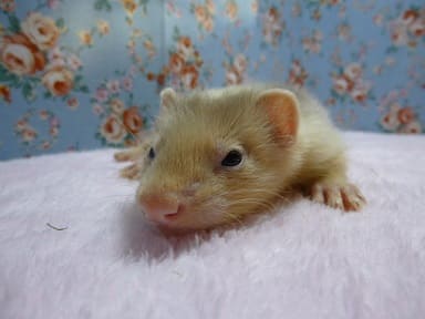 パスバレーフェレット　シルバーミット