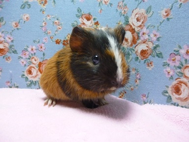 モルモット　イングリッシュの女の子