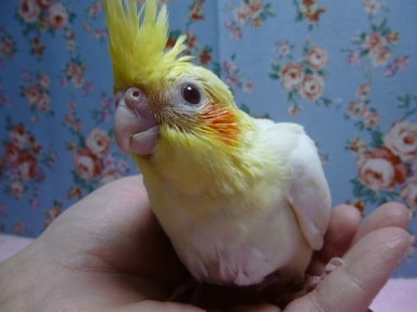 手乗りヒナ　オカメインコ　ルチノー