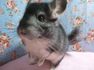 チンチラ　ノーマルグレー　男の子