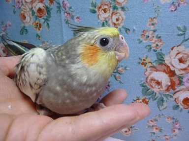 手乗りオカメインコ　ヒナ　パール