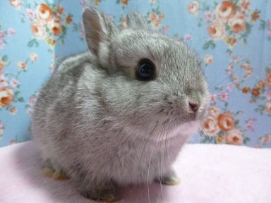ドワーフラビット　チンチラの男の子