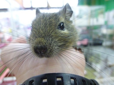 ノーマルデグー　男の子