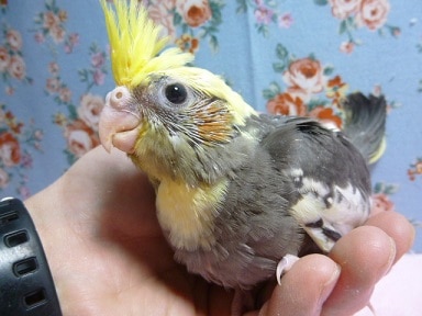 手乗りオカメインコ　ヒナ　ノーマル