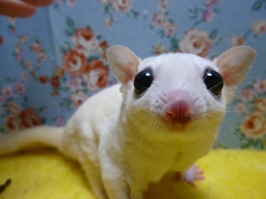 フクロモモンガ　リューシスティック　男の子