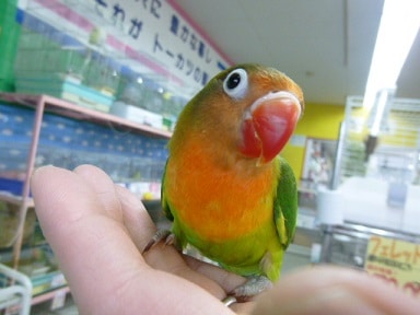 手乗りキエリボタンインコ