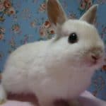 ミニウサギ　ホワイト系の女の子