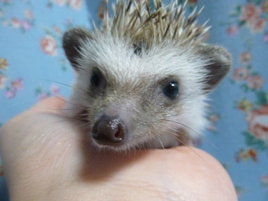 ハリネズミパイド　女の子