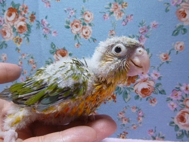 手乗りウロコインコ　パイナップルのヒナ
