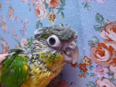 手乗りワキコガネウロコインコ　ヒナ
