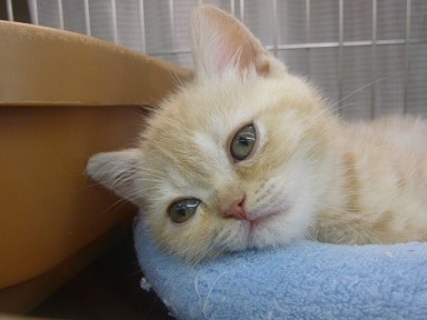 エキゾチックショートヘア　クリームタビー