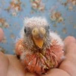 手乗りローズアキクサインコのヒナ