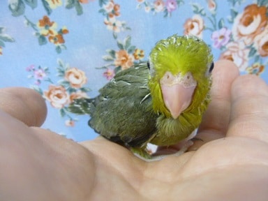 手乗りマメルリハ　オリーブ　男の子のヒナ