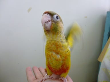 手乗りウロコインコ　パイナップル!