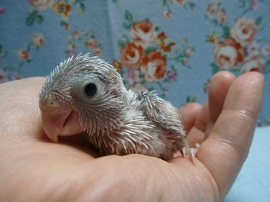 手乗りマメルリハ　アメリカンホワイト男の子のヒナ