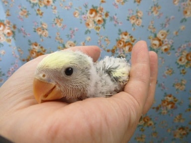 手乗りコザクラインコ　ブルーパイド　ヒナ