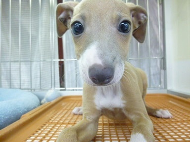 イタリアングレーハウンドの男の子