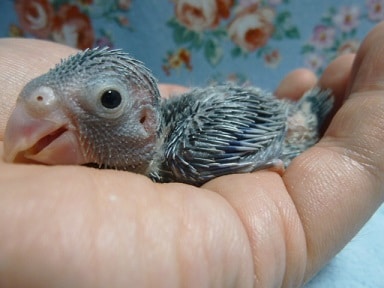 手乗りマメルリハ　コバルト男の子のヒナ