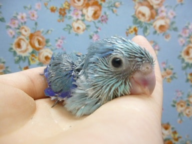 手乗りマメルリハ　ブルー　男の子のヒナ