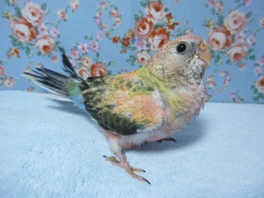 手乗りアキクサインコ　ローズ　ヒナ餌卒業済