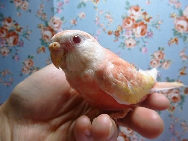 手乗りアキクサインコ　ルビノー！