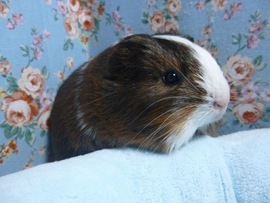 シェルティモルモットの男の子