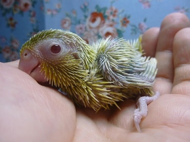 手乗りマメルリハ　アメリカンイエローファローの男の子