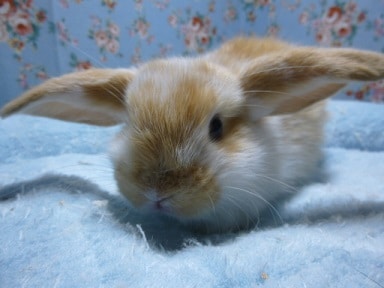 ロップイヤーラビット　オレンジブロークンの女の子