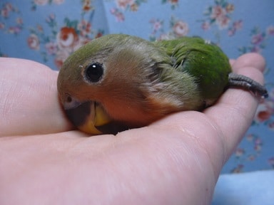 手乗りコザクラインコ　ノーマル