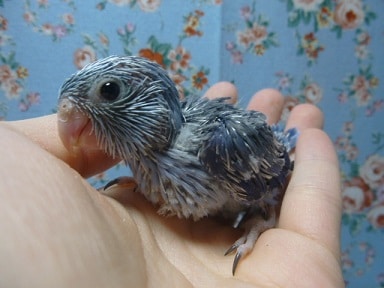 手乗りマメルリハ　コバルトの男の子