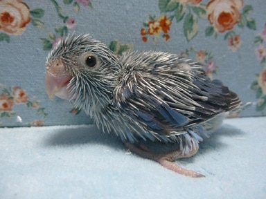 手乗りマメルリハ　コバルトの女の子