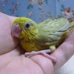 手乗りマメルリハ　パステルミスティダークグリーンの男の子！