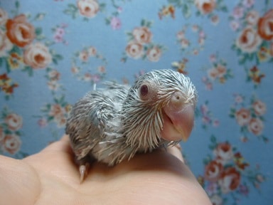 手乗りマメルリハ　ブルーファローの女の子