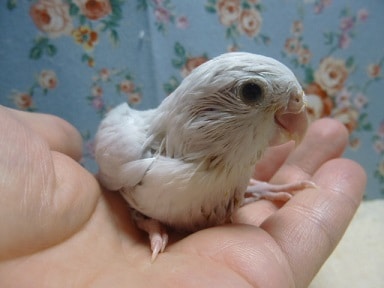 手乗りマメルリハ　パステルホワイトの女の子