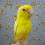 手乗りマメルリハ　ルチノーの男の子　ヒナ餌卒業済