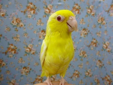 手乗りマメルリハ　ルチノーの男の子　ヒナ餌卒業済