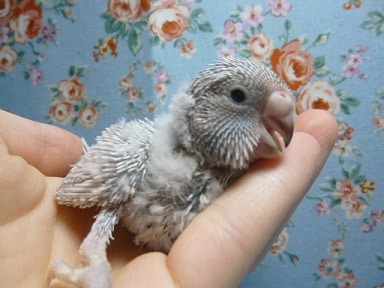 手乗りジャンボセキセイインコ　ヒナちゃん