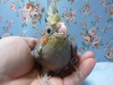 手乗りオカメインコ ノーマルのヒナ! 手乗りオカメインコ ノーマルのヒナ!