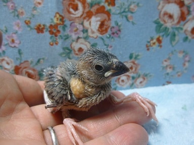 手乗りブンチョウ　桜文鳥