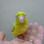 手乗りマメルリハ　パステルミスティダークグリーン　女の子　ヒナ餌卒業