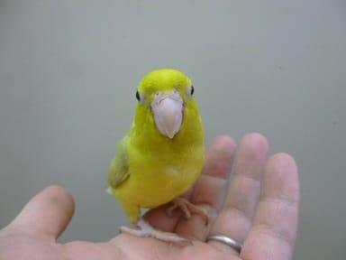 手乗りマメルリハ　パステルミスティダークグリーン　女の子　ヒナ餌卒業