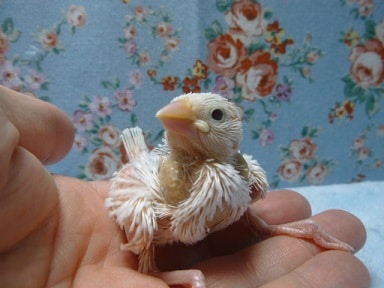 手乗りブンチョウ　白文鳥