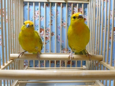 キンノジコ　ペア