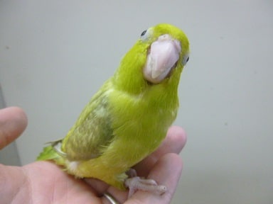 手乗りマメルリハ　パステルミスティダークグリーン　男の子　ヒナ餌卒業済