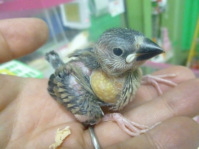 手乗りブンチョウ　桜文鳥のヒナ